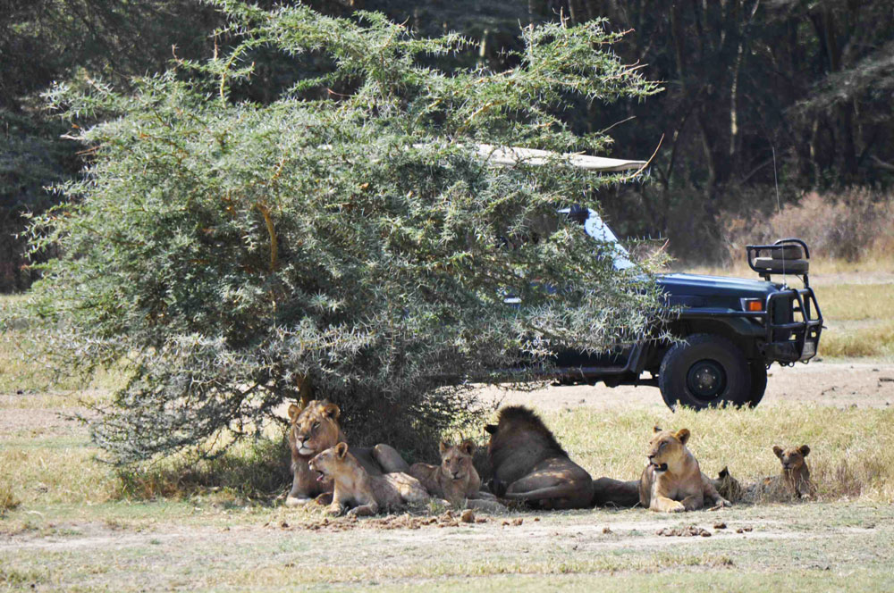 jeep-lions-safari-tanzania.jpg